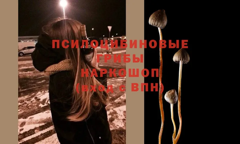 Псилоцибиновые грибы MAGIC MUSHROOMS  где продают   маркетплейс какой сайт  Куртамыш 